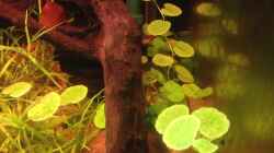 Pflanzen im Aquarium Amazonas