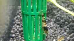 Bienen-Garnele