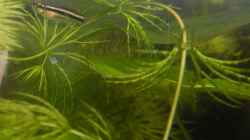 Honiggurami, 2 Monate alt und 12 mm lang