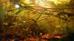 Aquarium Honiggurami II (2013 - 2015)