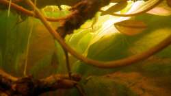 Zwei junge Honiggurami-Weibchen.