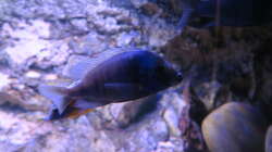 Placidochromis M2