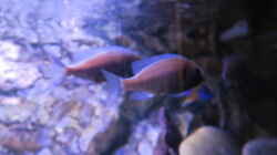 Placidochromis W