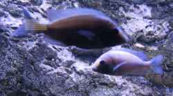 Placidochromis W2