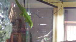 mein Madadaskar gecko namens Glupschi