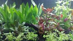 Dekoration im Aquarium Neuland