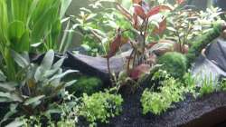 Dekoration im Aquarium Neuland