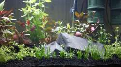 Dekoration im Aquarium Neuland