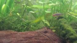 Besatz im Aquarium Neuland