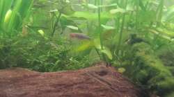 Besatz im Aquarium Neuland