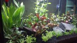 Dekoration im Aquarium Neuland