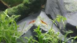 Besatz im Aquarium Neuland