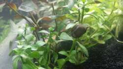 Besatz im Aquarium Neuland