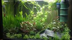 Dekoration im Aquarium Neuland