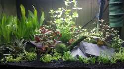 Dekoration im Aquarium Neuland