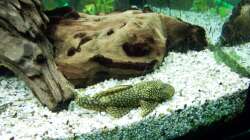 Aquarium Altes Becken in neuem Glanz