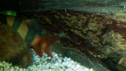 Aquarium Altes Becken in neuem Glanz