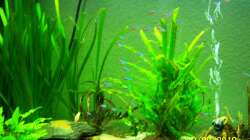 Aquarium Altes Becken in neuem Glanz