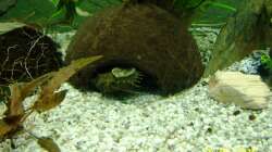 Aquarium Altes Becken in neuem Glanz