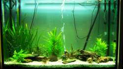 Aquarium Altes Becken in neuem Glanz