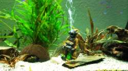 Aquarium Altes Becken in neuem Glanz