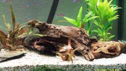 Aquarium Altes Becken in neuem Glanz