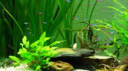 Aquarium Altes Becken in neuem Glanz