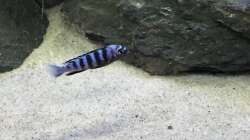 Junges Saulosi-Männchen