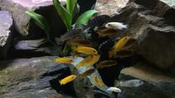 Besatz im Aquarium MBuna Tank