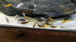 1. Futtertablette, hat leider nicht an der Scheibe gehalten :D