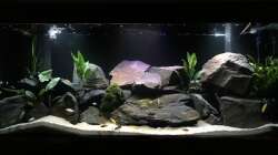 Aquarium MBuna Tank