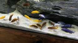 Besatz im Aquarium MBuna Tank
