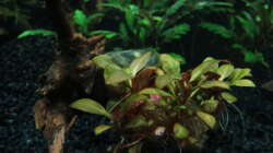 Mini Papageienblatt erholt sich langsam vom einpflanzen