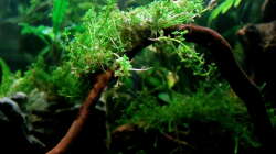 Perlmoos Bäumchen Tag 18