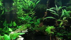 Zwergkugelfischbecken ´Tiran´ Frontansicht Tag 18