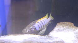 Besatz im Aquarium Malawi von Frank