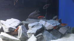 Besatz im Aquarium Malawi von Frank