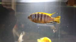 Besatz im Aquarium Malawi von Frank