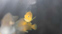 Besatz im Aquarium Malawi von Frank