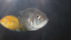 Besatz im Aquarium Malawi von Frank