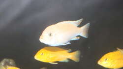 Besatz im Aquarium Malawi von Frank