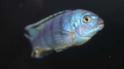 Besatz im Aquarium Malawi von Frank