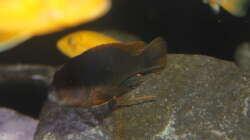 Besatz im Aquarium Malawi von Frank