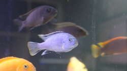 Besatz im Aquarium Malawi von Frank