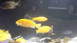 Besatz im Aquarium Malawi von Frank