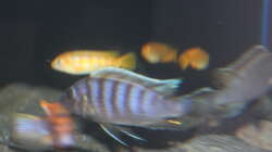 Besatz im Aquarium Malawi von Frank