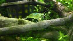 Amano Garnele