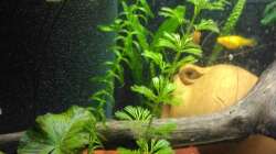 Tigerlotus, Wasserpest und Cabomba