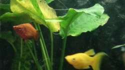 Platy und Goldmolly