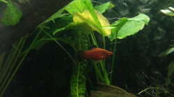 Platy